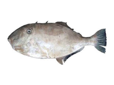 Cachúa perra (Leatherjacket)