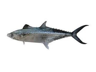 Carite (King fish)