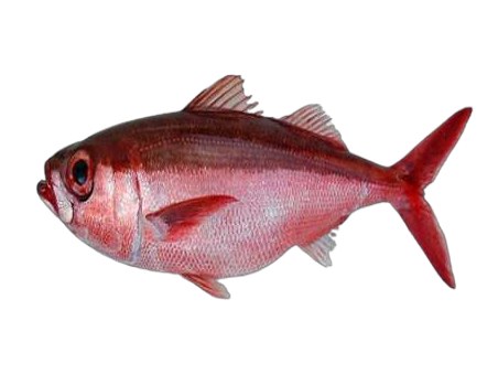 Conoro (Atlantic rubyfish)
