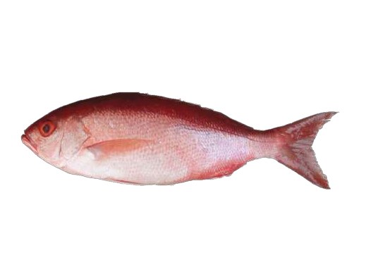 Cunaro (B-liner snapper)