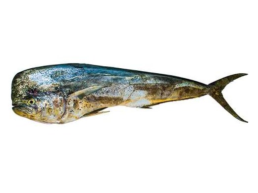 Dorado (Mahi mahi)