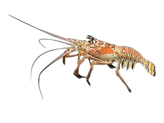 Langosta (Spiny lobster)