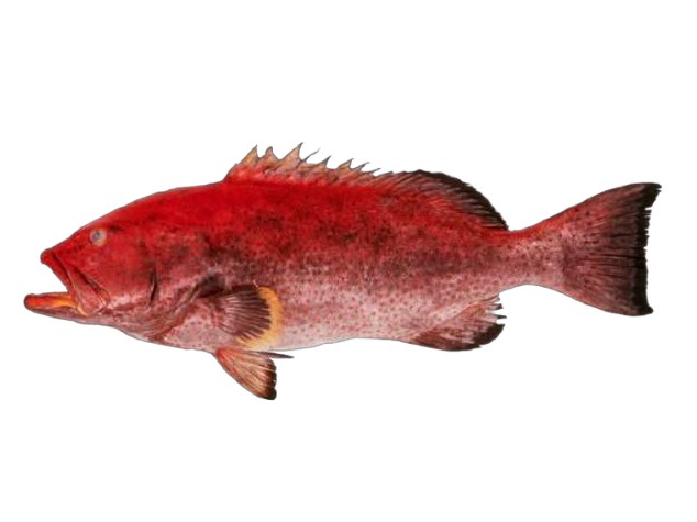 Mero (Grouper)