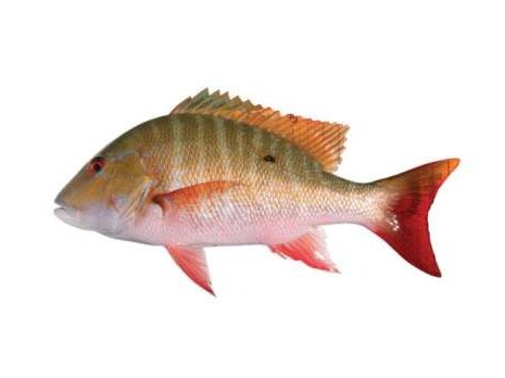 Pargo cebal (Mutton snapper)