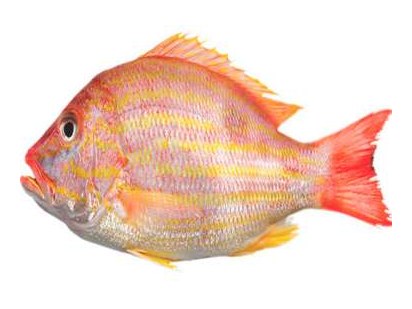 Pargo guanapo (Lane snapper)