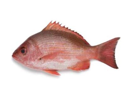 Pargo rojo (Red snapper)