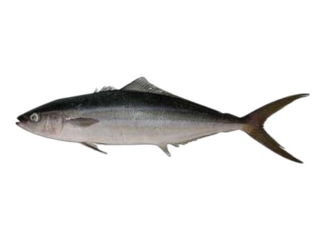 Peje rata (Rainbow runner)