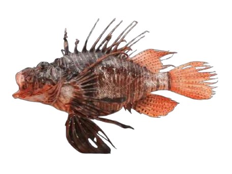 Pez león (Lionfish)