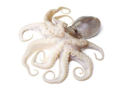 Pulpo (Octopus)