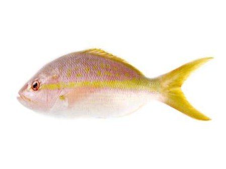 Rabirrubia (Yellowtail snapper)