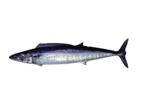 Sierra canalera (Wahoo)